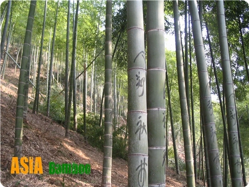 Natural Vertical Bamboo Ski Core